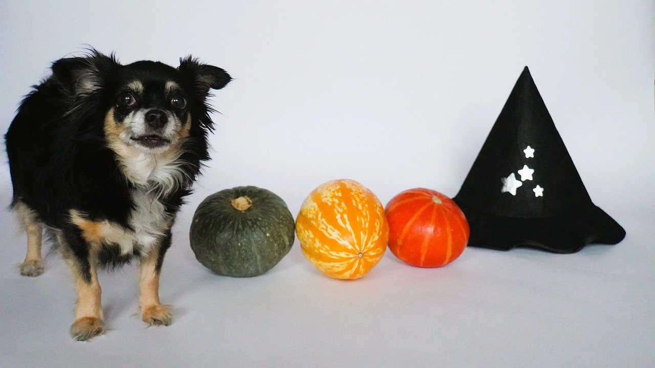 DIY Halloween Party Einladung ohne Vorkenntnisse