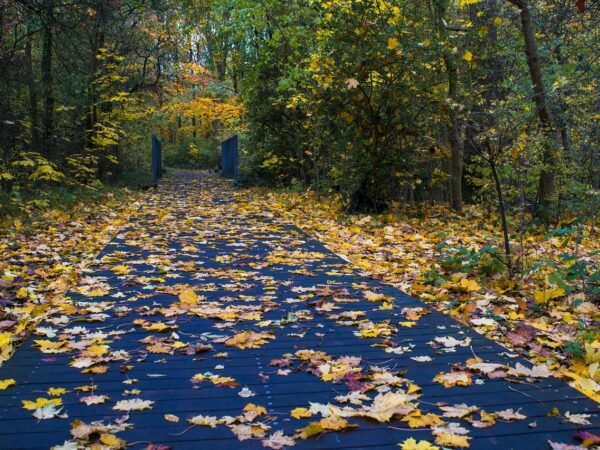 Goldene Stunde im Herbst fotografieren — günstig statt teuer