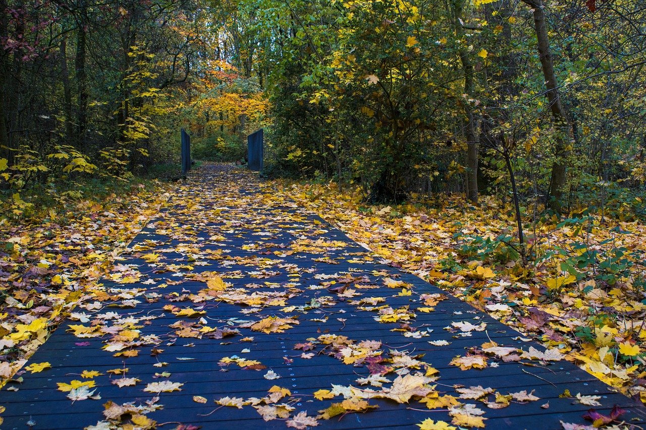 Herbstliche Naturfotos für deinen Feed
