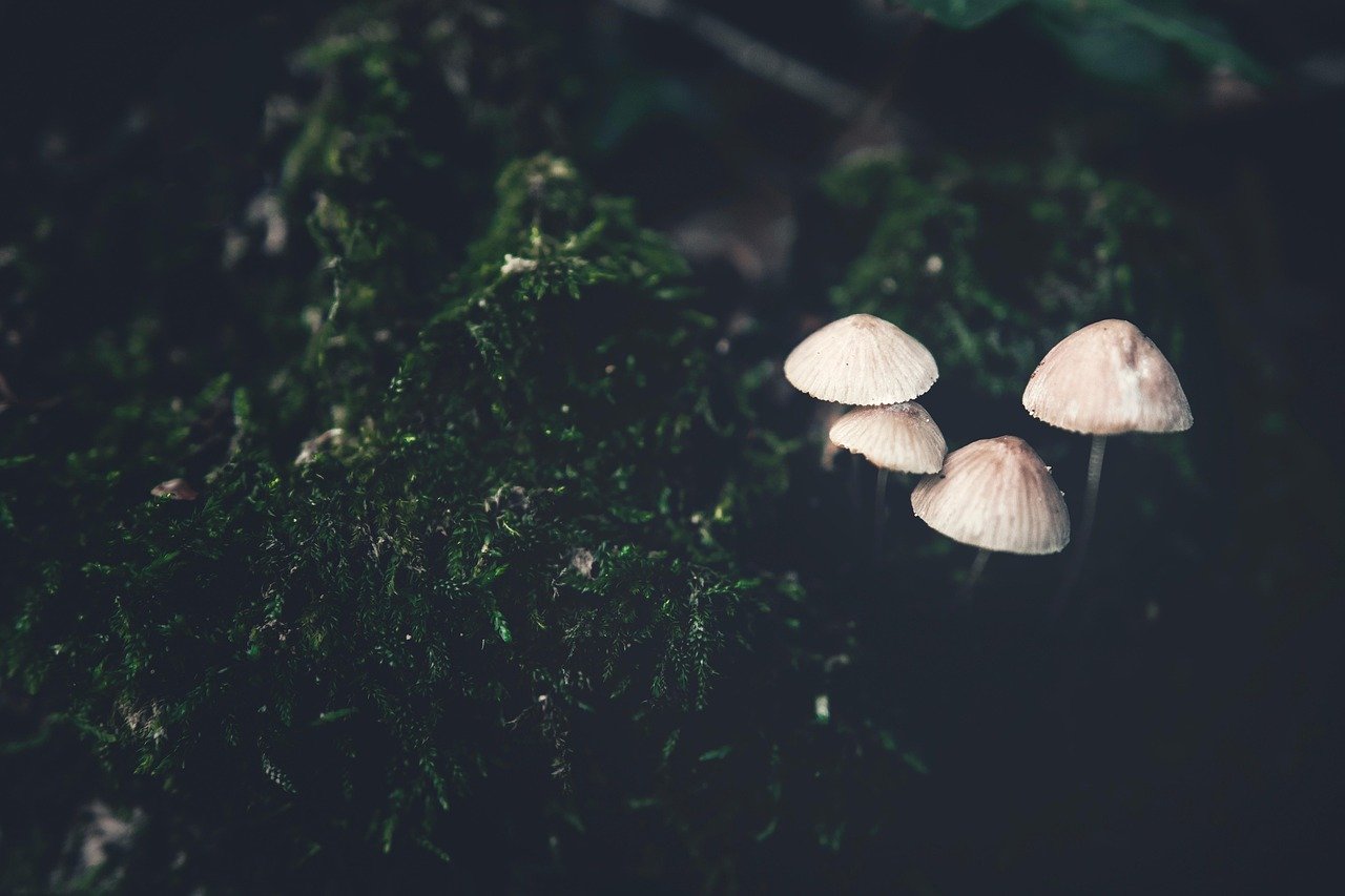 Pilze fotografieren im Wald Tipps — woran es meistens liegt — Hero-Aufnahme